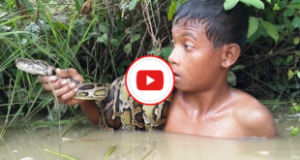 Brave Boys Catch Big Snake in the Canal While Finding Food