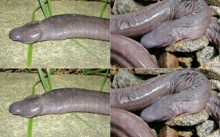 Check Out This Snake Creature That Looks Like A P.en!s (D!ck)